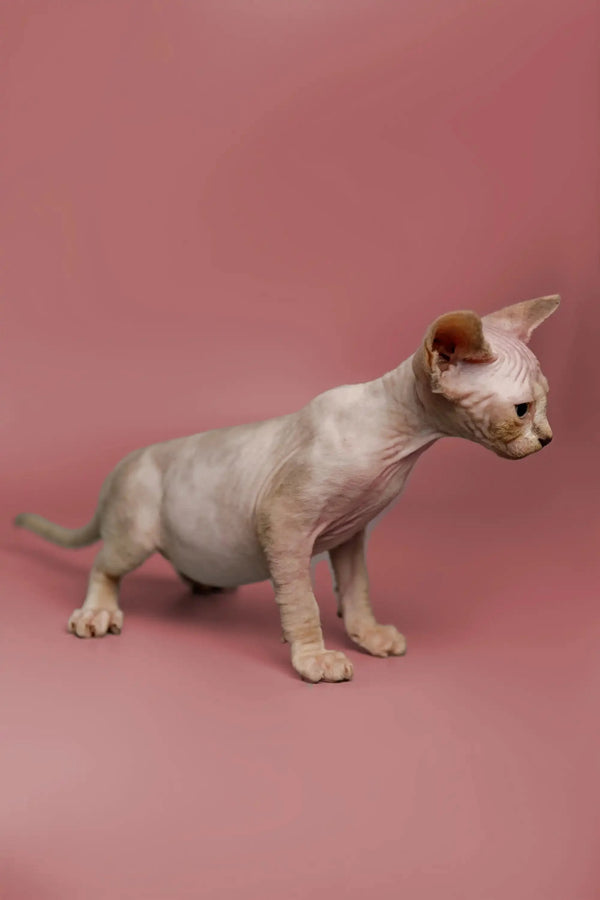 Adorable Sphynx kitten with wrinkled skin, great companion on a pink surface