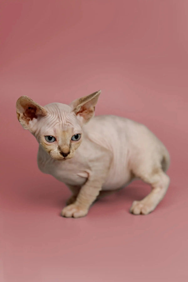 Adorable Kelsey, a friendly Sphynx kitten with big ears and striking blue eyes