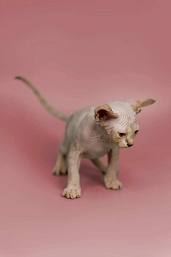 White Sphynx kitten with a curious look, showcasing its friendly nature as a great companion