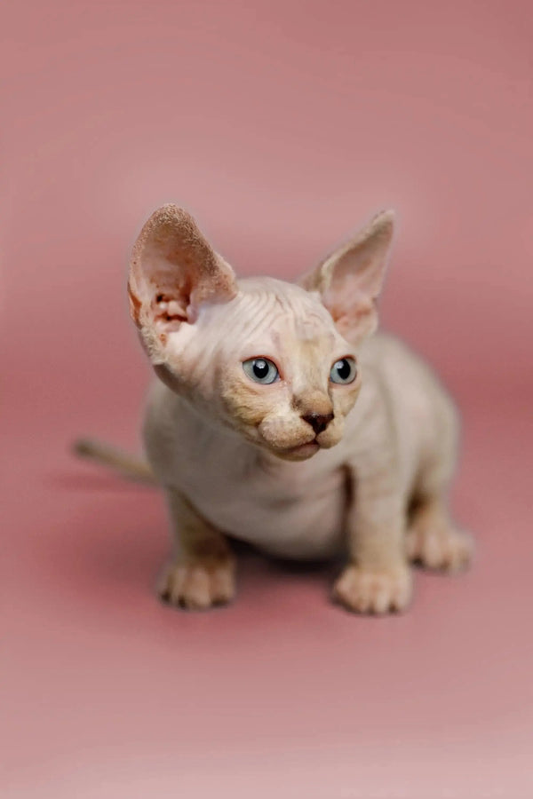 White Sphynx kitten Kelsey with large ears and blue eyes, a great companion with a friendly nature