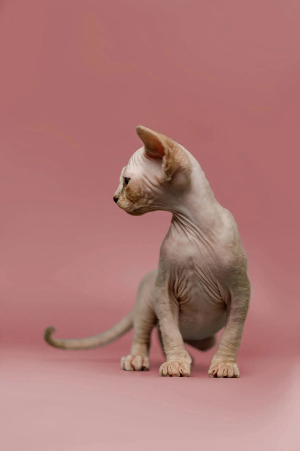 Sphynx kitten Kelsey with light skin, a great companion, and friendly nature profile shot