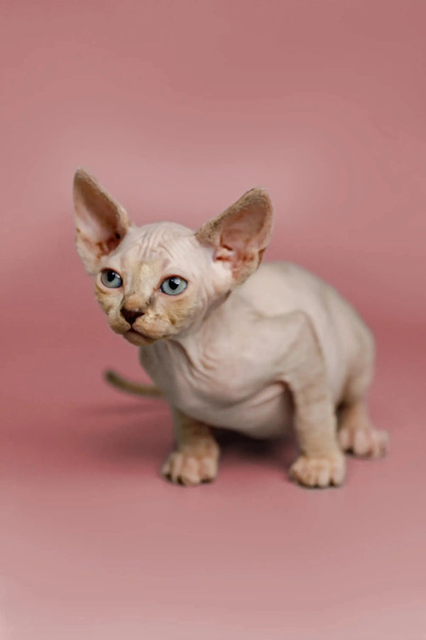 Adorable Hairless Sphynx kitten named Kelsey, a great companion with a friendly nature