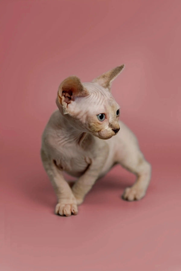 White Sphynx Kitten Kelsey with blue eyes, a great companion with a friendly nature
