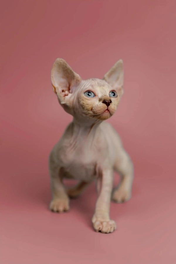Adorable Hairless Sphynx Kitten Kelsey with big ears and blue eyes, a great companion!