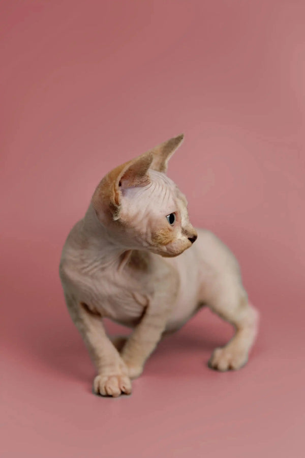 White and tan Sphynx kitten with big ears ready to be your friendly, great companion