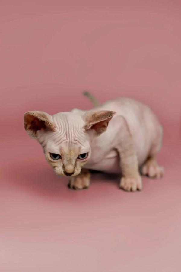 Cute Sphynx kitten with wrinkled skin and big ears, a great companion with a friendly nature