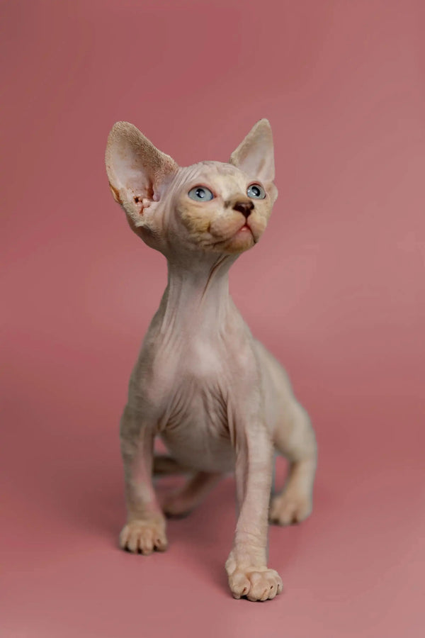 Adorable Hairless Sphynx kitten with blue eyes, a great companion with a friendly nature