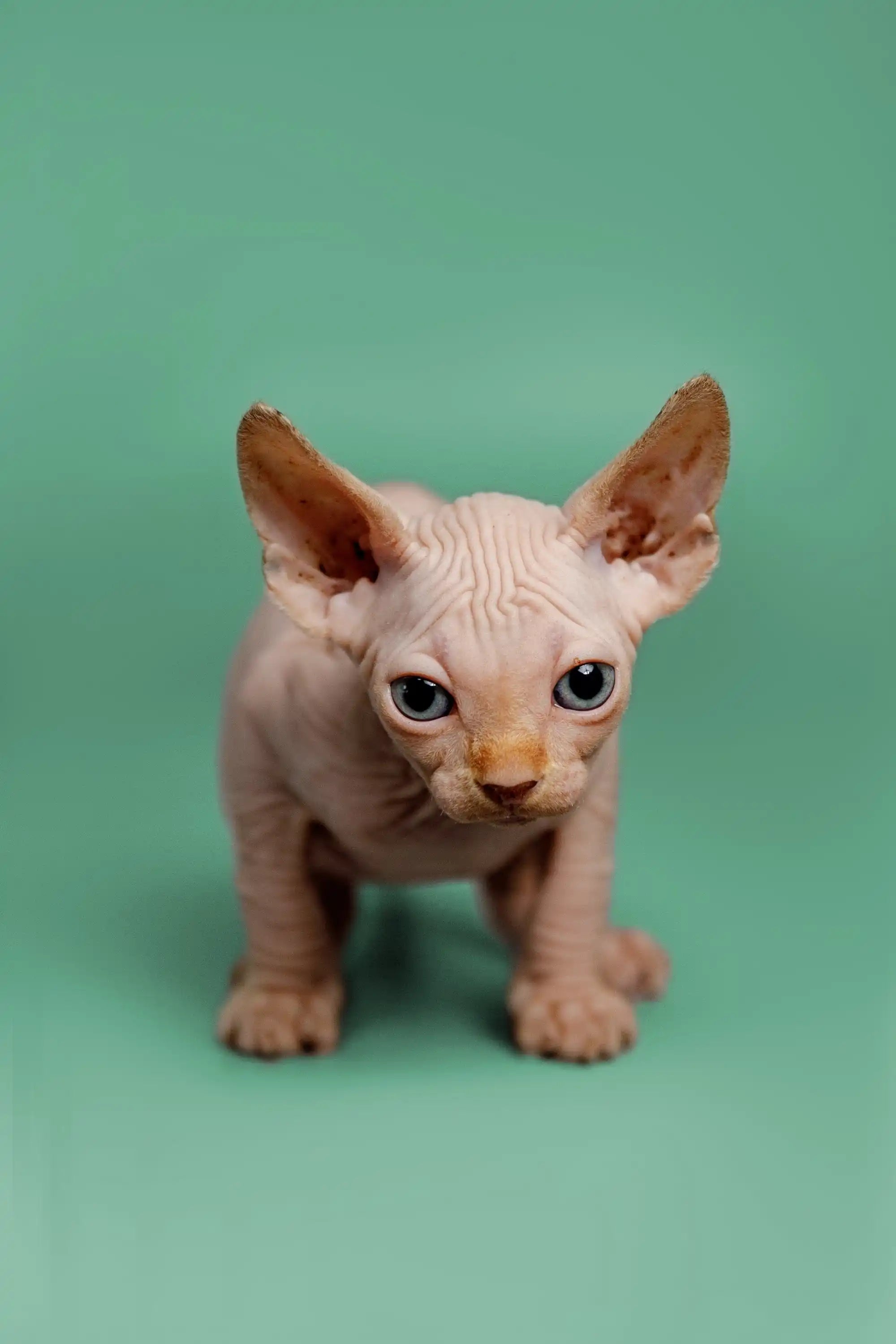 Sphynx Cats and Kittens for Sale Ken | Kitten