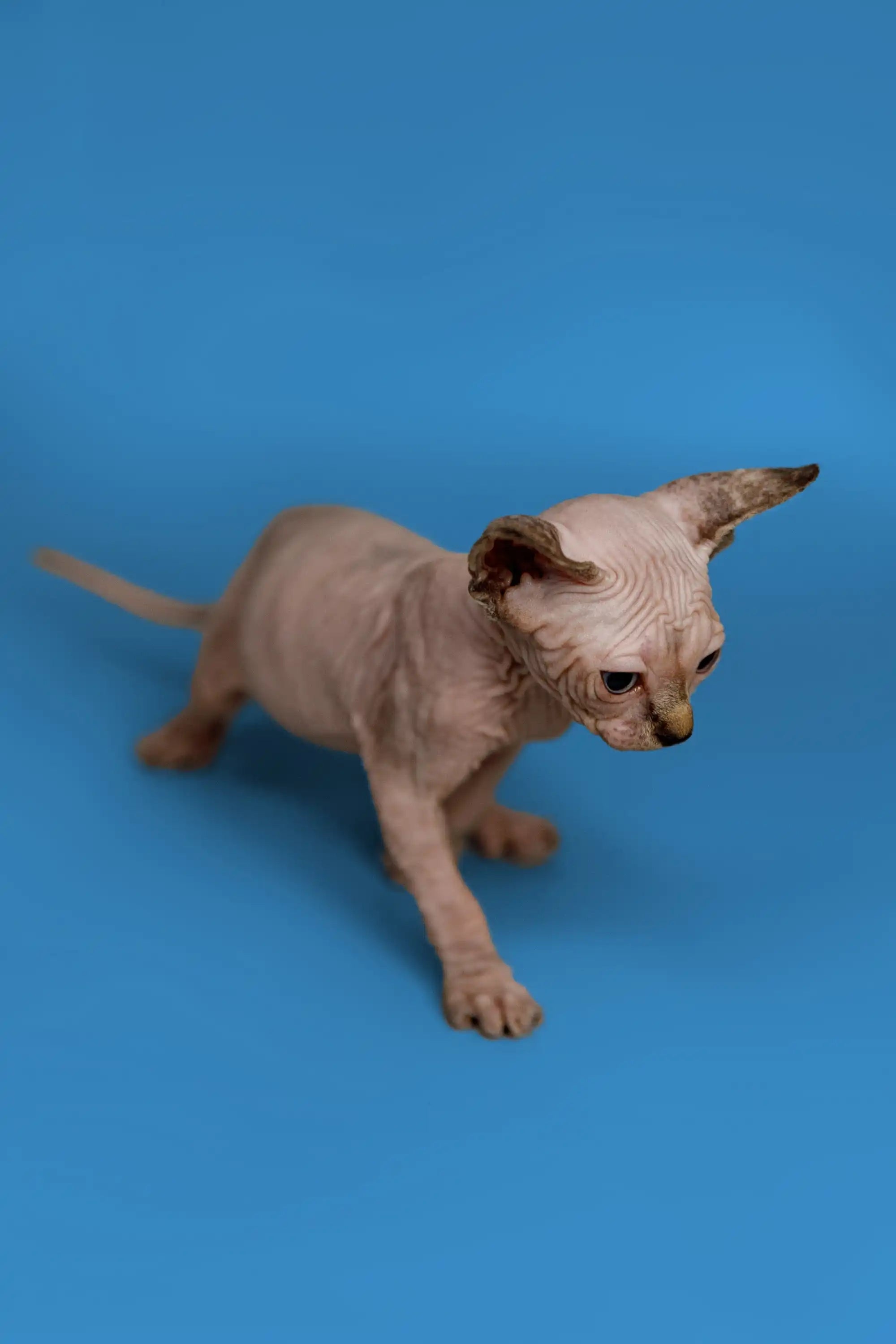 Hairless Sphynx Cats & Kittens for Sale Kendra | Kitten