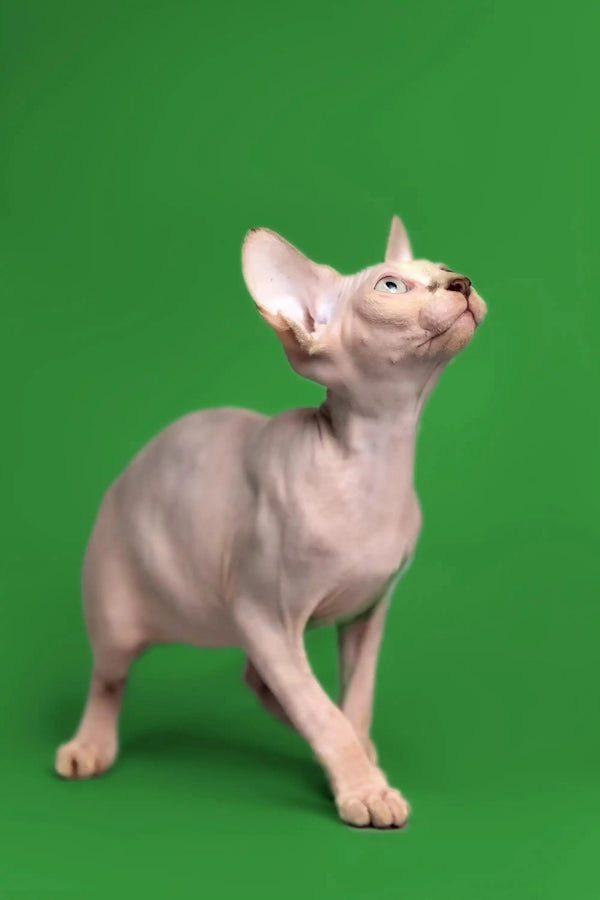 Sphynx Kitten Kendra with large ears looking up, a fantastic companion for all!