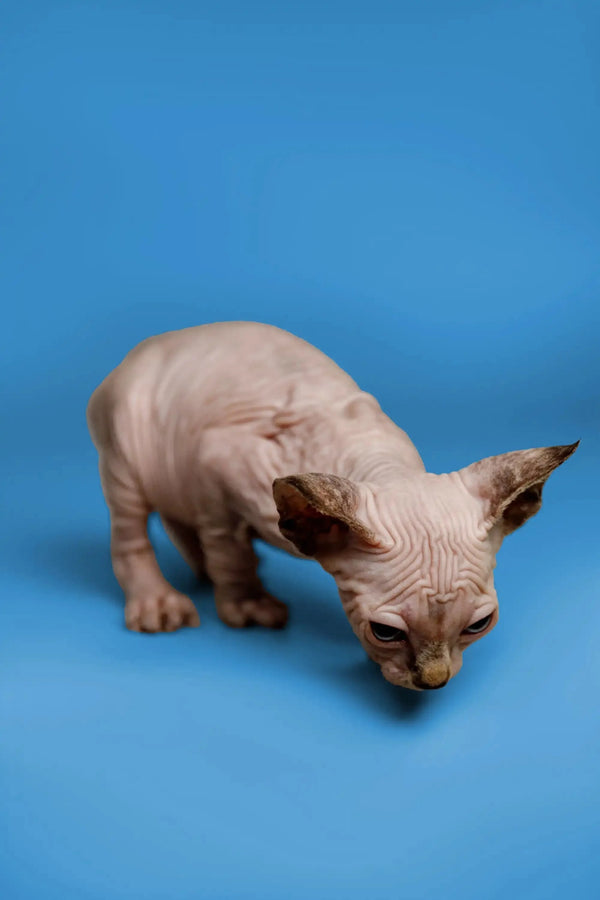 Kendra the Sphynx Kitten, a fantastic companion with wrinkled skin and big ears