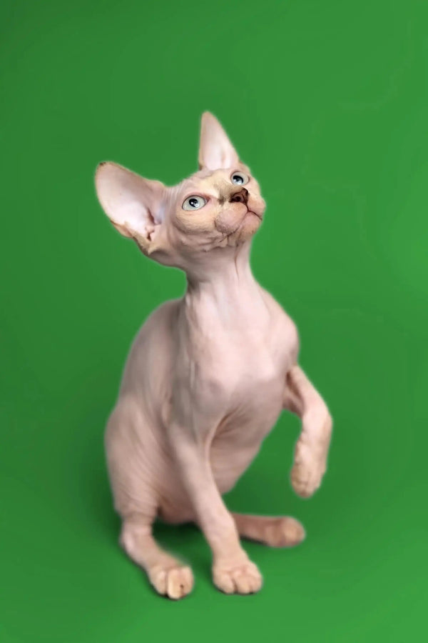 Hairless Sphynx kitten Kendra with big ears, a fantastic companion, against green backdrop