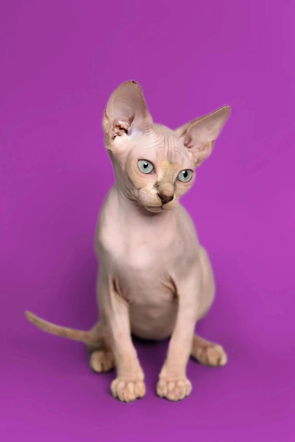 Cute Hairless Sphynx kitten with big ears and blue eyes, a fantastic companion!