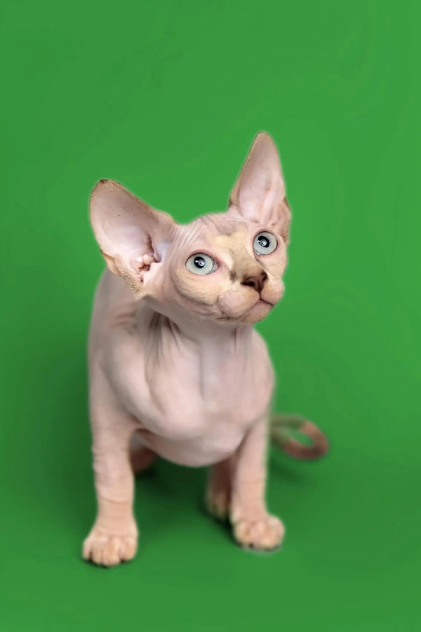 Adorable Hairless Sphynx Kitten Kendra, a fantastic companion with big ears and wrinkles