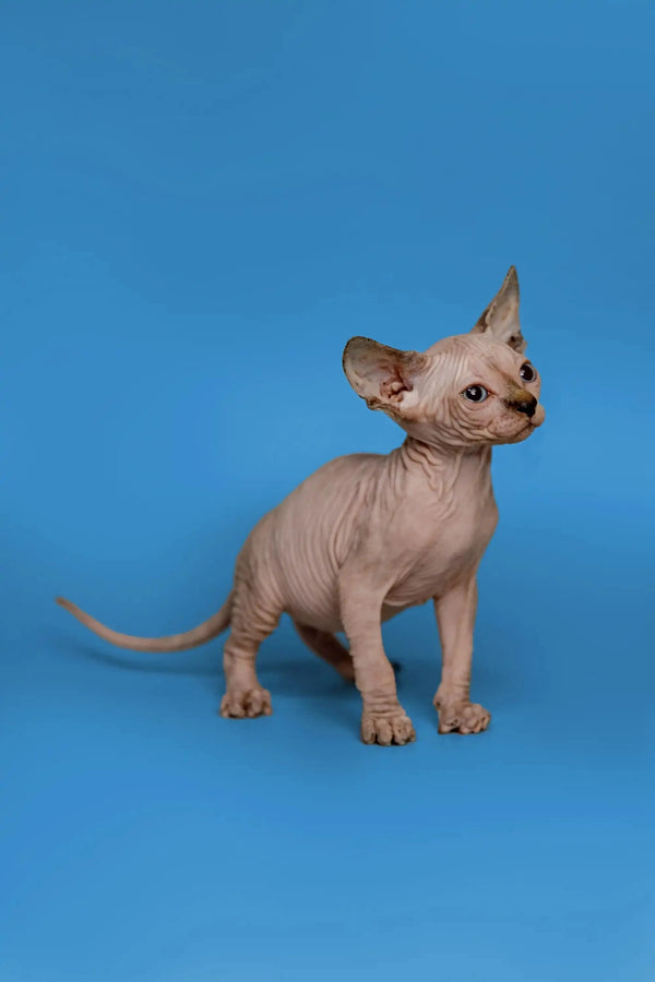 Adorable Kendra, the Sphynx kitten, has wrinkled pink skin and big ears, a fantastic companion