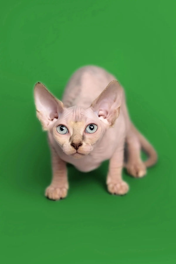 Adorable Sphynx kitten named Kendra with striking blue eyes, a fantastic companion
