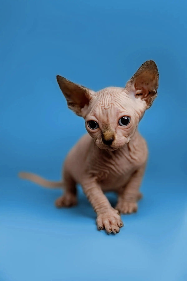 Adorable Kendra, a wrinkly Sphynx kitten, your fantastic companion with big ears