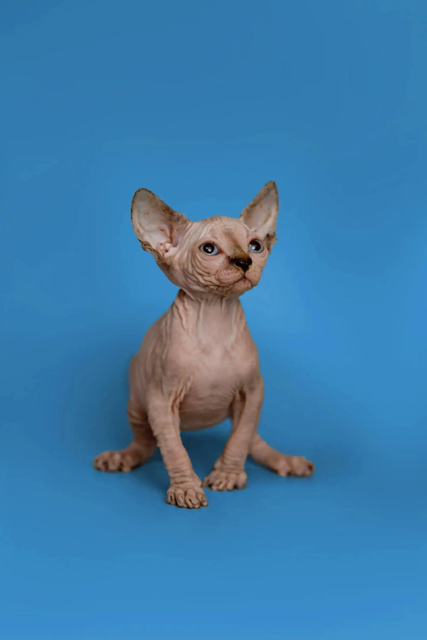 Adorable Hairless Sphynx kitten named Kendra, a fantastic companion with big ears
