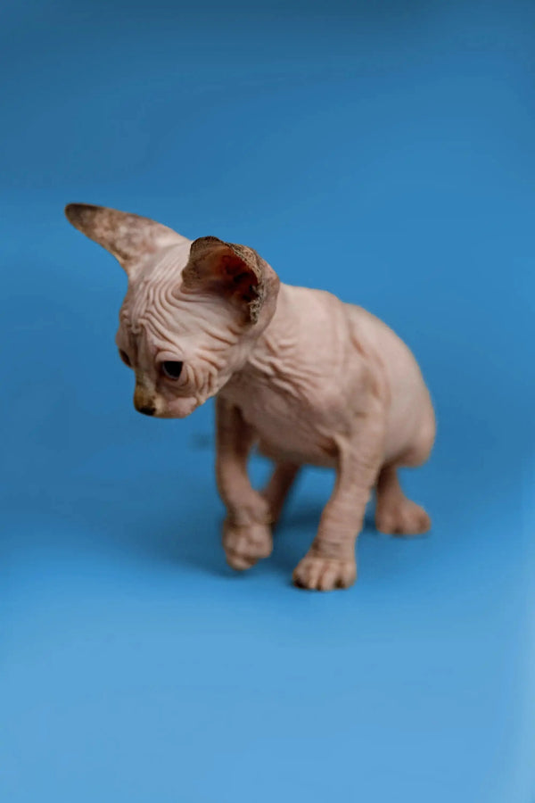 Cute Kendra the Sphynx kitten, a fantastic companion with wrinkled skin and big ears