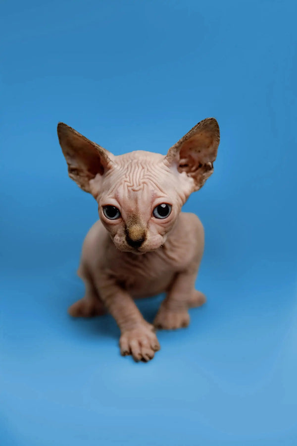 Cute Sphynx kitten Kendra with big ears and unique wrinkled skin, a fantastic companion