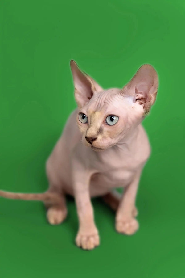 Adorable Hairless Sphynx Kitten Kendra with large ears and blue eyes, a fantastic companion
