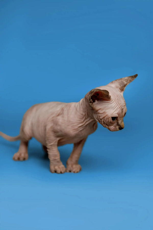 Hairless Sphynx kitten Kendra, a fantastic companion with large ears and wrinkled skin