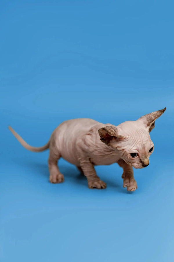 Hairless Sphynx kitten with wrinkled pink skin, a fantastic companion for any home