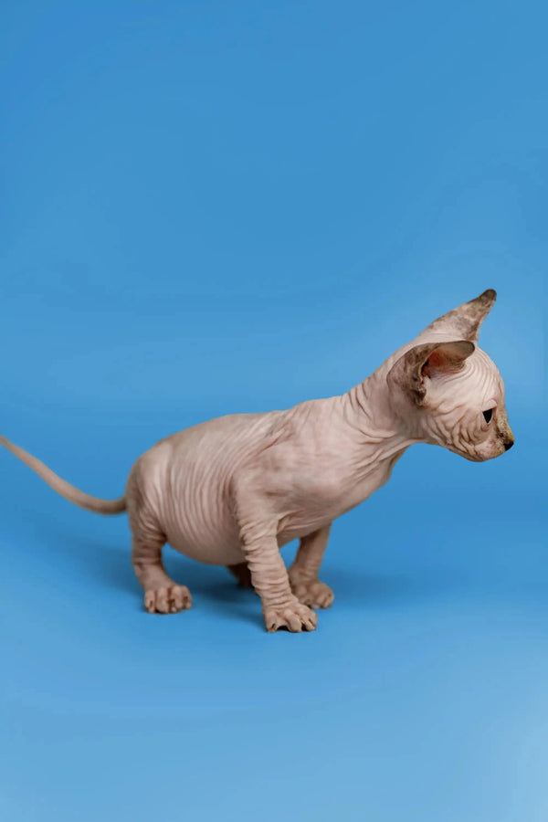Adorable Hairless Sphynx kitten Kendra with wrinkled skin, a fantastic companion