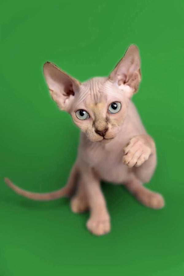 Hairless Sphynx kitten Kendra with big ears and blue eyes, a fantastic companion!