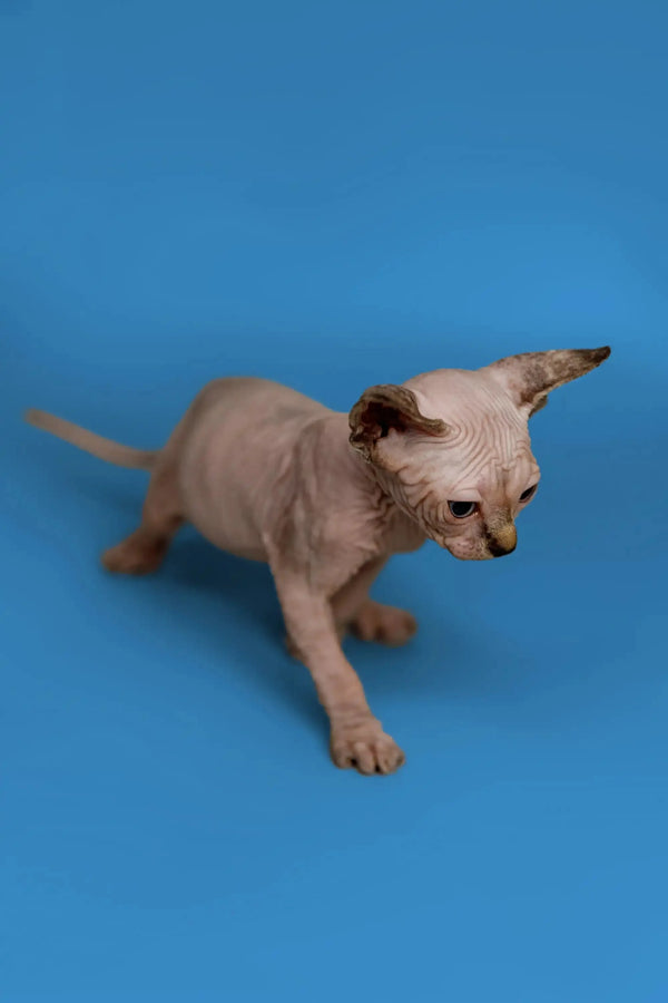 Adorable Hairless Sphynx kitten in a crouch, ready to be your fantastic companion