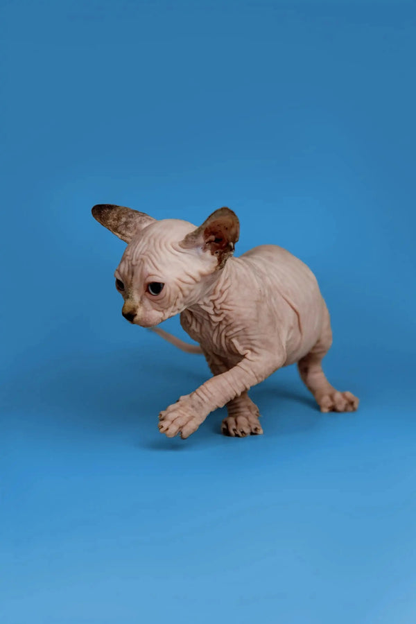 Adorable Hairless Sphynx kitten with big ears, a fantastic companion for anyone