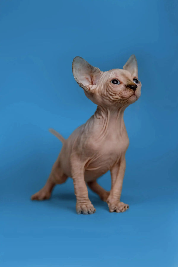 Adorable Kendra, the Sphynx kitten, is a fantastic companion with big ears and cute wrinkles