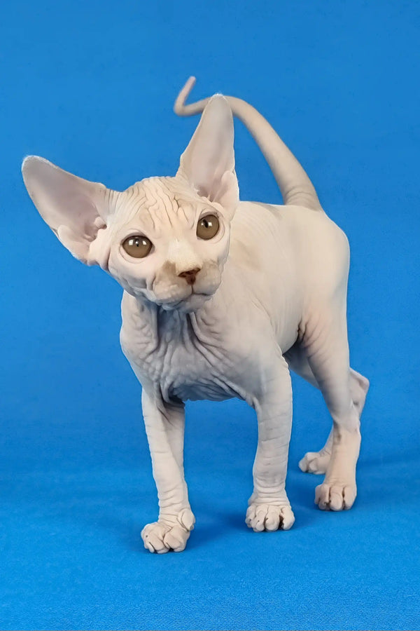 Kenzo | canadian sphynx kitten