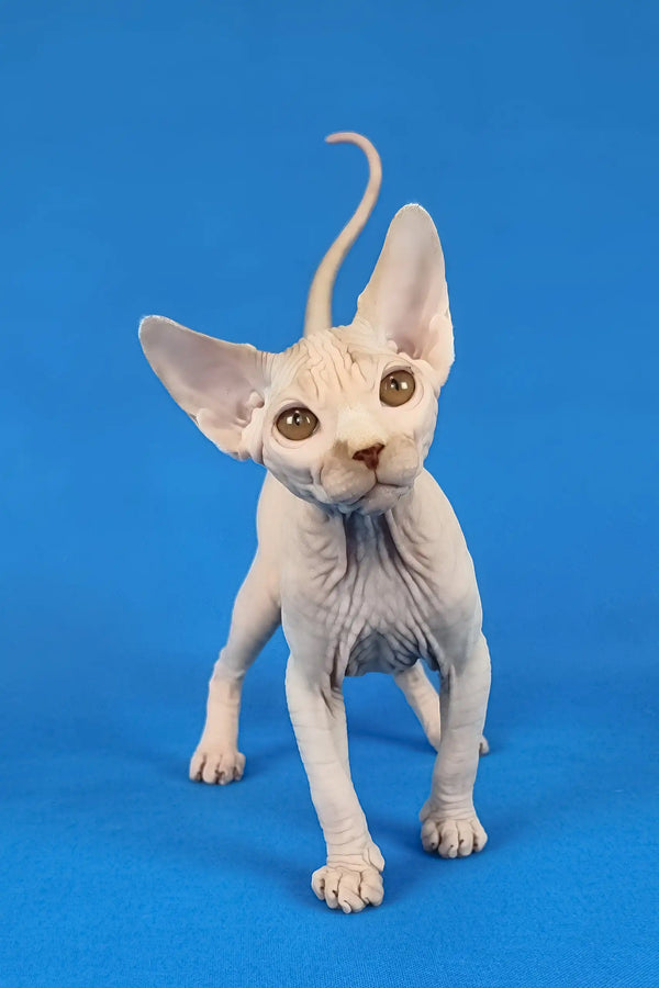 Kenzo | canadian sphynx kitten