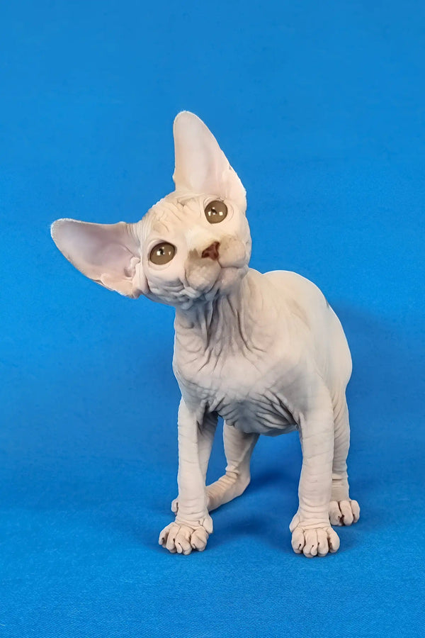 Kenzo | canadian sphynx kitten