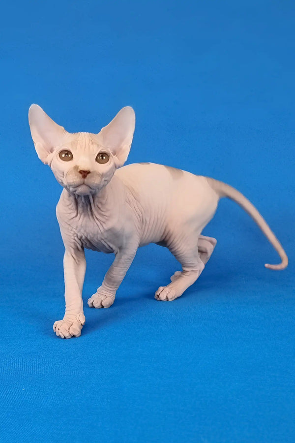 Kenzo | canadian sphynx kitten