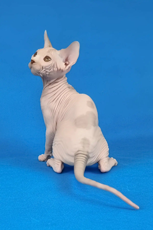 Kenzo | canadian sphynx kitten
