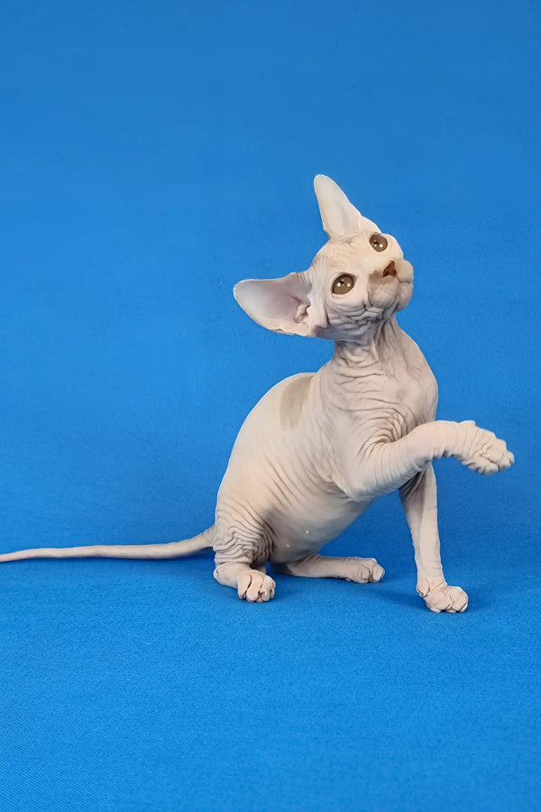Kenzo | canadian sphynx kitten