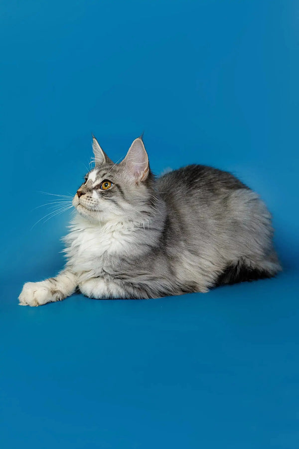 Long-haired gray and white Maine Coon kitten lying down with an alert expression