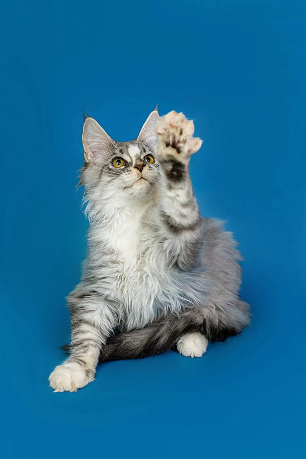 Fluffy gray and white Maine Coon kitten playfully raising its paw against a blue backdrop
