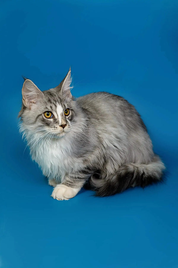 Long-haired gray and white Maine Coon kitten with alert eyes on a blue backdrop