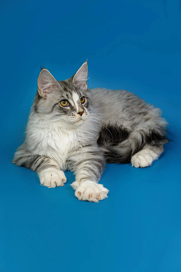 Long-haired gray and white Maine Coon kitten lying down with an alert expression