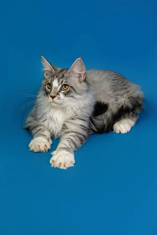 Long-haired gray and white Maine Coon kitten lying down with alert expression
