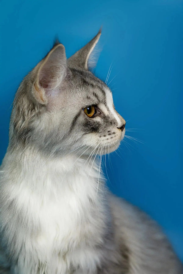 Silver and white Maine Coon kitten with alert eyes in profile view