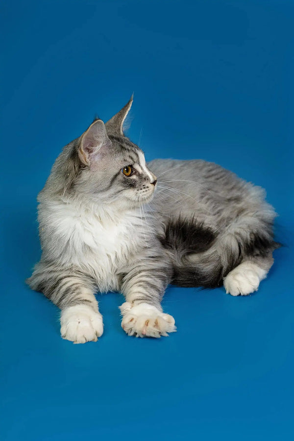 Long-haired gray and white Maine Coon kitten lying down with an alert expression