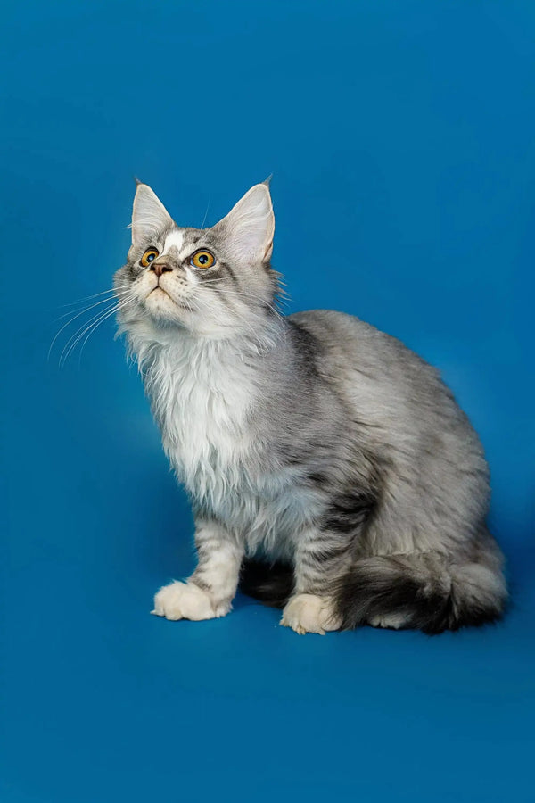 Fluffy gray and white Maine Coon kitten gazing up with big, adorable eyes