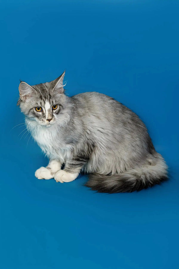 Long-haired gray and white Maine Coon kitten with a fluffy tail
