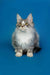 Fluffy gray and white Maine Coon kitten with alert eyes and pointed ears
