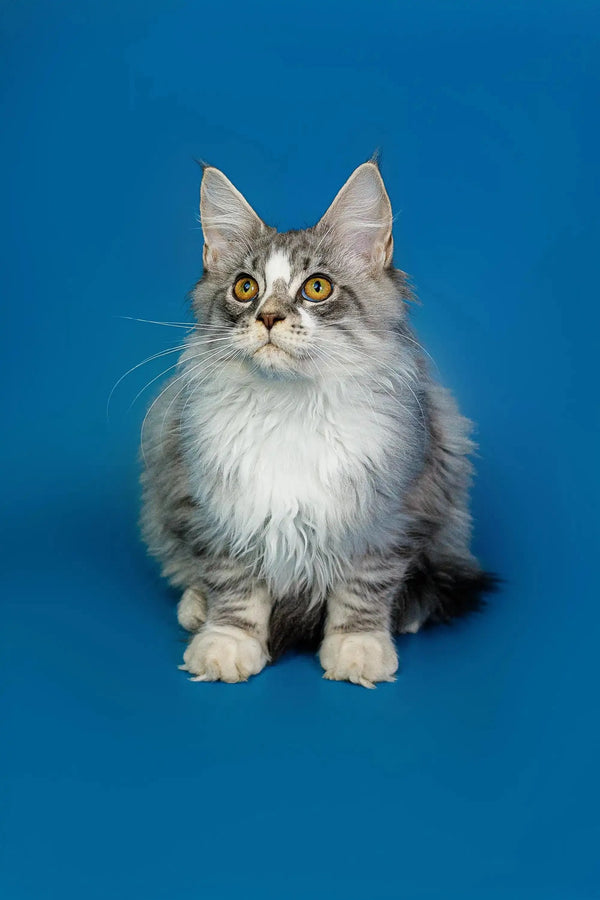 Fluffy gray and white Maine Coon kitten with alert eyes and pointed ears