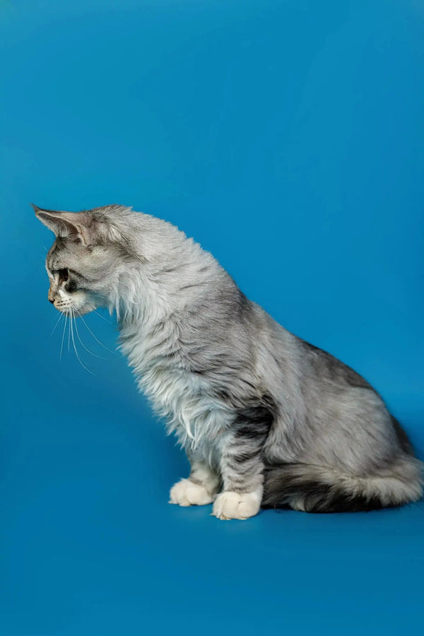 Gray and white Maine Coon kitten sitting in profile view, showcasing its fluffy coat